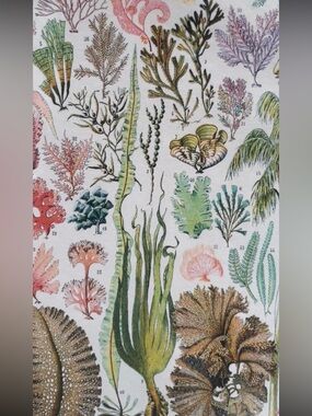 Vintage Algae Reproduction Print